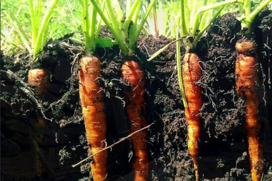 Ankstyvųjų morkų sėklos Amsterdam 2 – saldi ir skani veislė